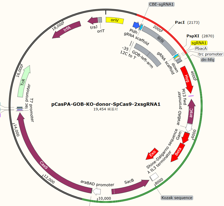 pCasPA-GOB-KO-donor-SpCas9-2xsgRNA1