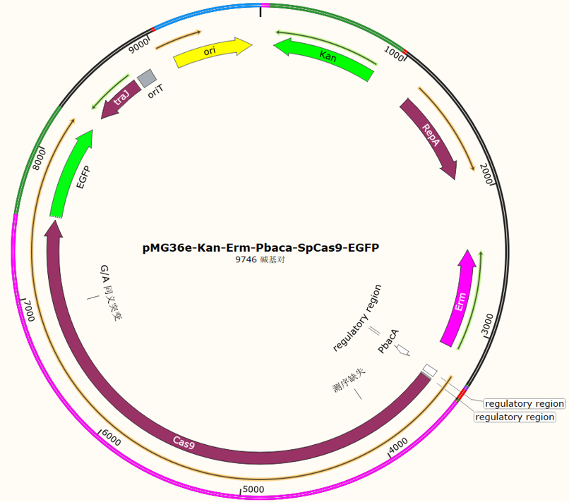 pMG36e-Kan-Erm-Pbaca-SpCas9-EGFP