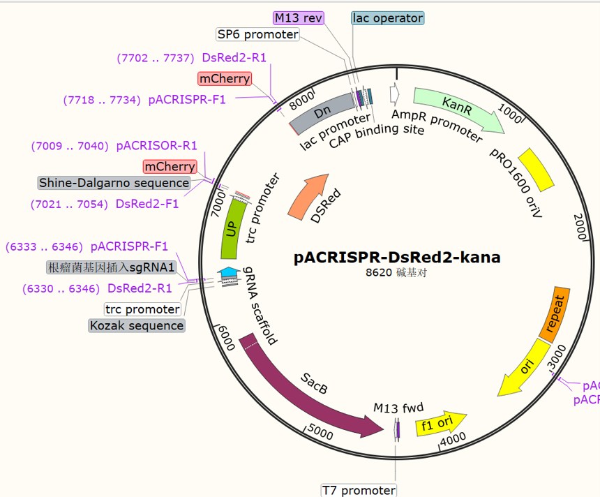 pACRISPR-DsRed2-kana