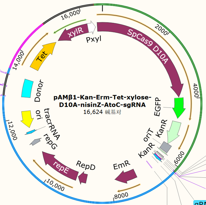 pAMβ1-Kan-Erm-Tet-xylose-D10A-nisinZ-AtoC-sgRNA