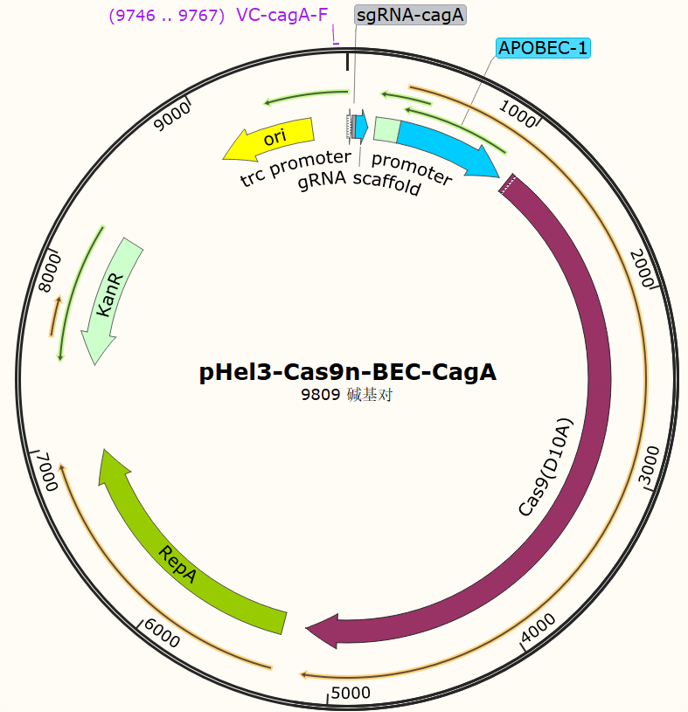 pHel3-Cas9n-BEC-CagA