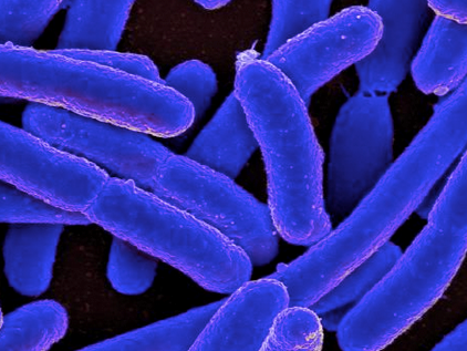 Escherichia coli Nissle 大肠杆菌1917