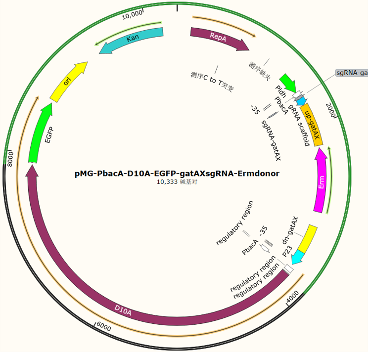 pMG-PbacA-D10A-EGFP-gatAXsgRNA-Ermdonor