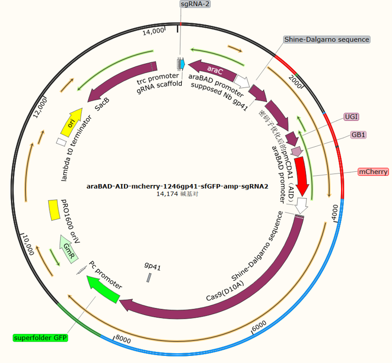 araBAD-AID-mcherry-1246gp41-sfGFP-amp-sgRNA2