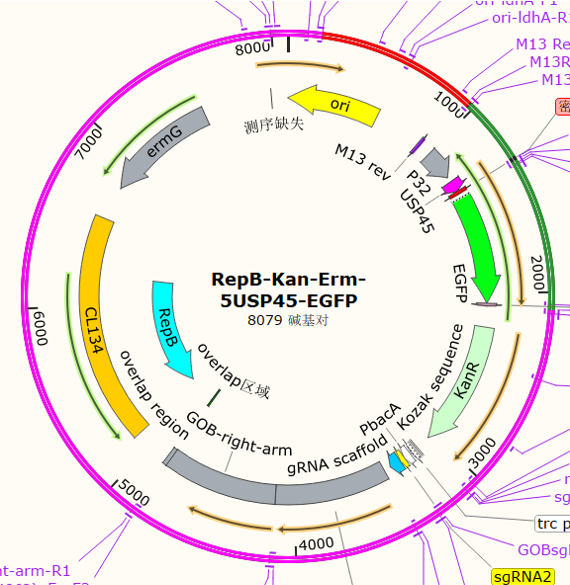 RepB-Kan-Erm-5USP45-EGFP