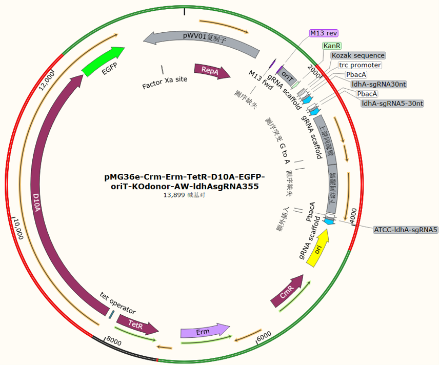 pMG36e-Crm-Erm-TetR-D10A-EGFP-oriT-KOdonor-AW-ldhAsgRNA355