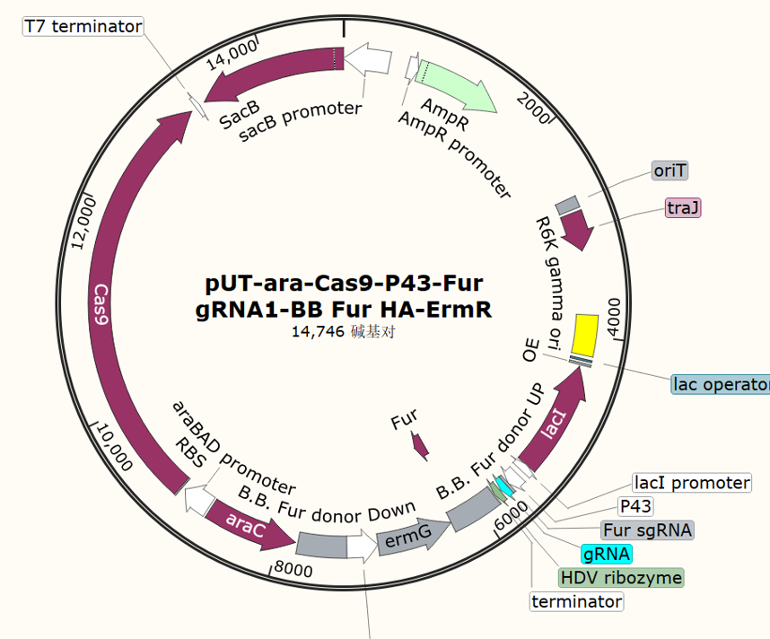 pUT-ara-Cas9-P43-Fur gRNA1-BB Fur HA-ErmR
