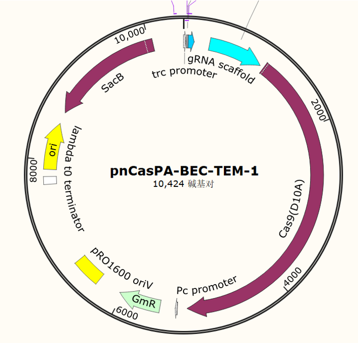 pnCasPA-BEC-TEM-1