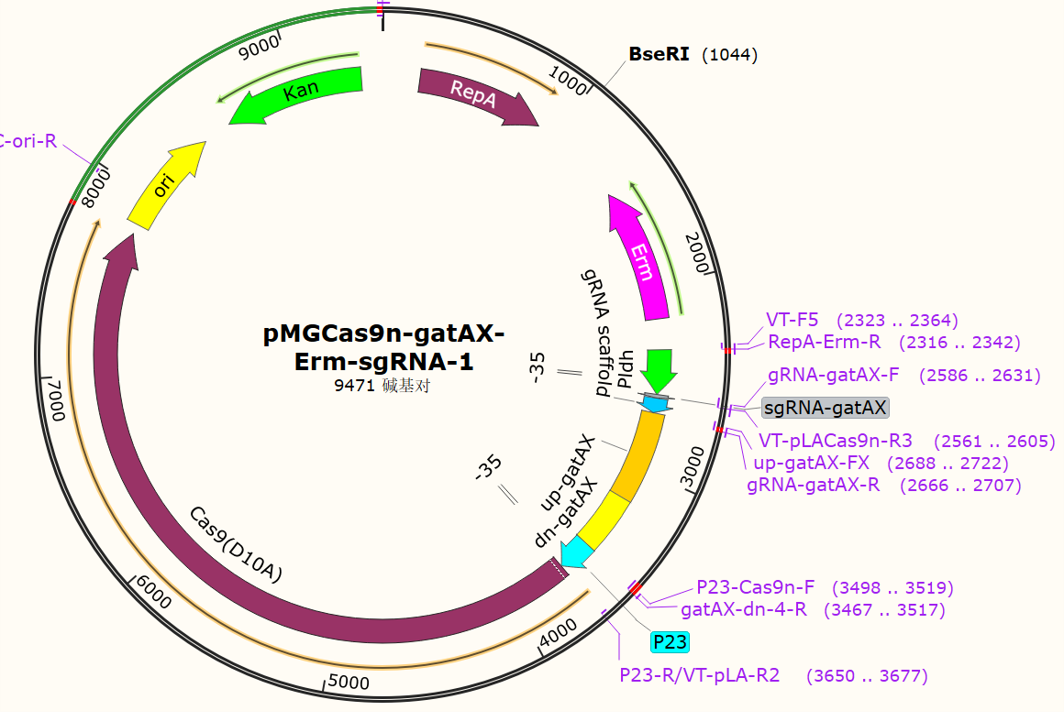 pMGCas9n-gatAX-Erm-sgRNA-1