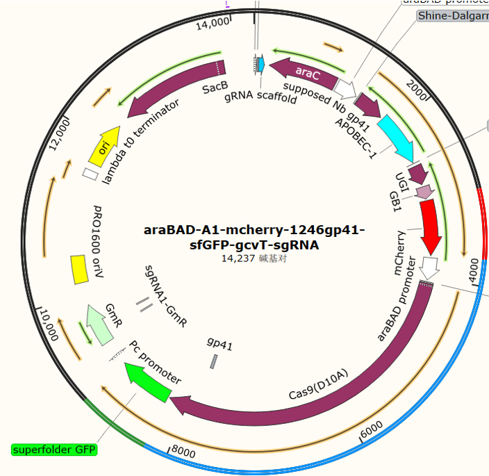 araBAD-A1-mcherry-1246gp41-sfGFP-gcvT-sgRNA