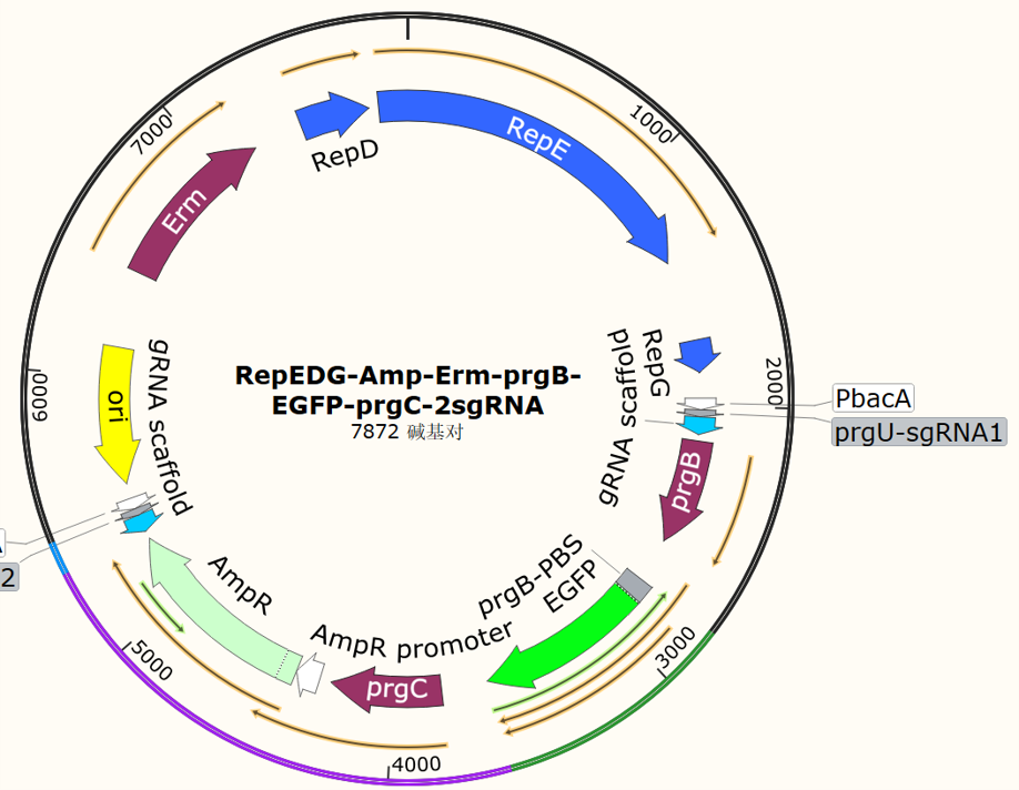 RepEDG-Amp-Erm-prgB-EGFP-prgC-2sgRNA