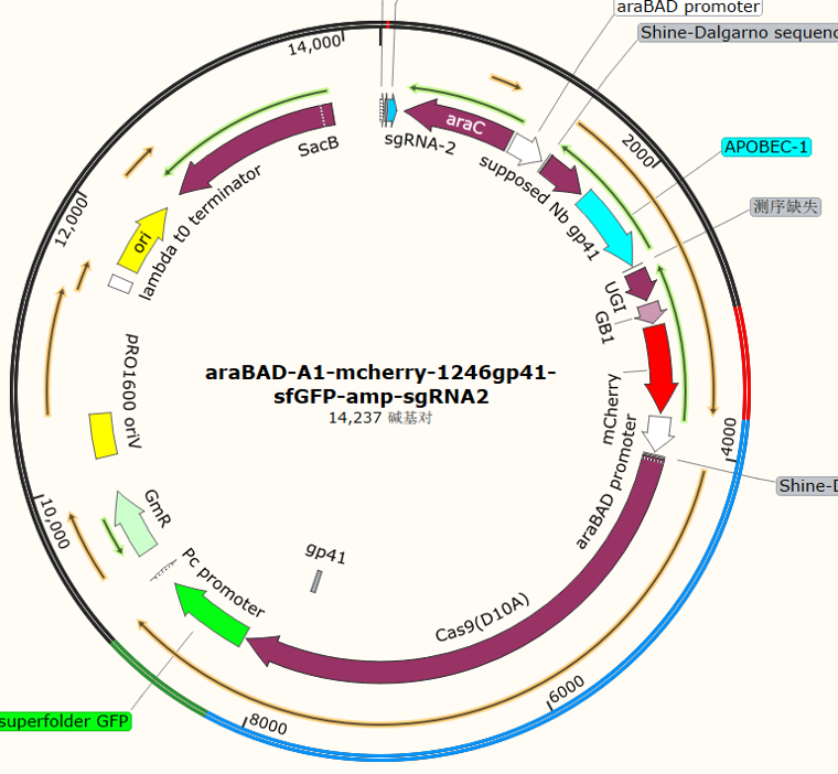 araBAD-A1-mcherry-1246gp41-sfGFP-amp-sgRNA2