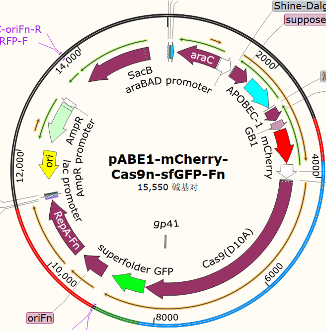 pABEl-mCherry-Cas9n-sfGFP-Fn