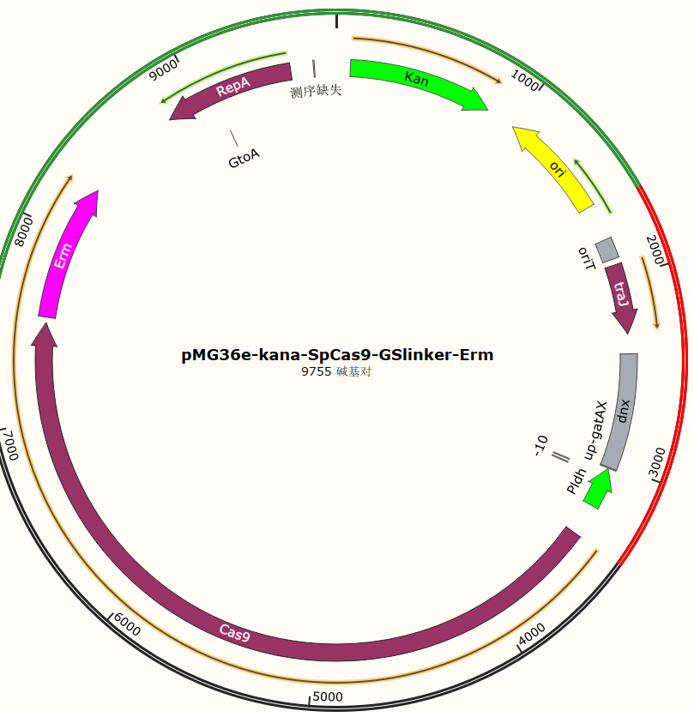 pMG36e-kana-SpCas9-GSlinker-Erm