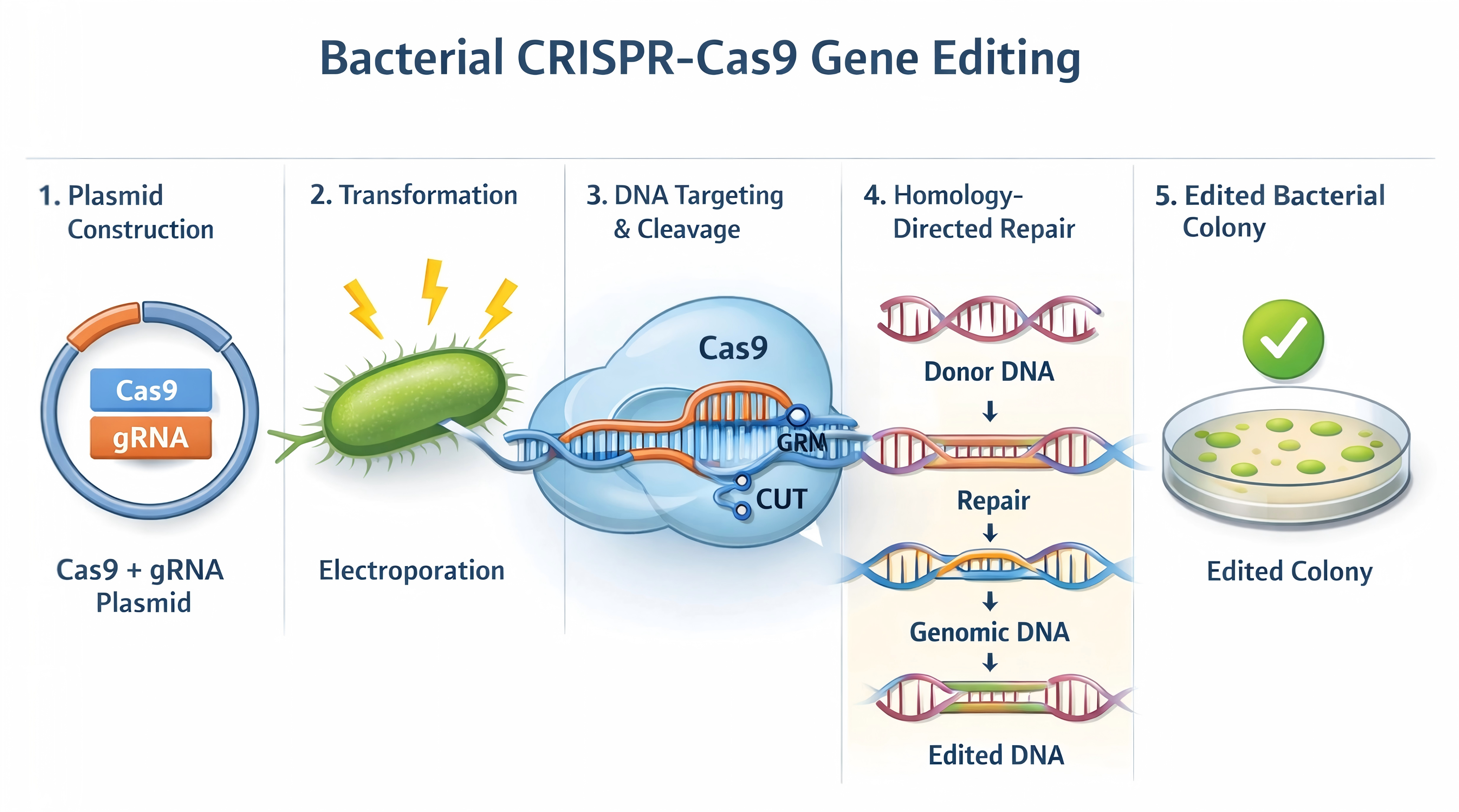 bacterial_gene_editing_flowchart.png