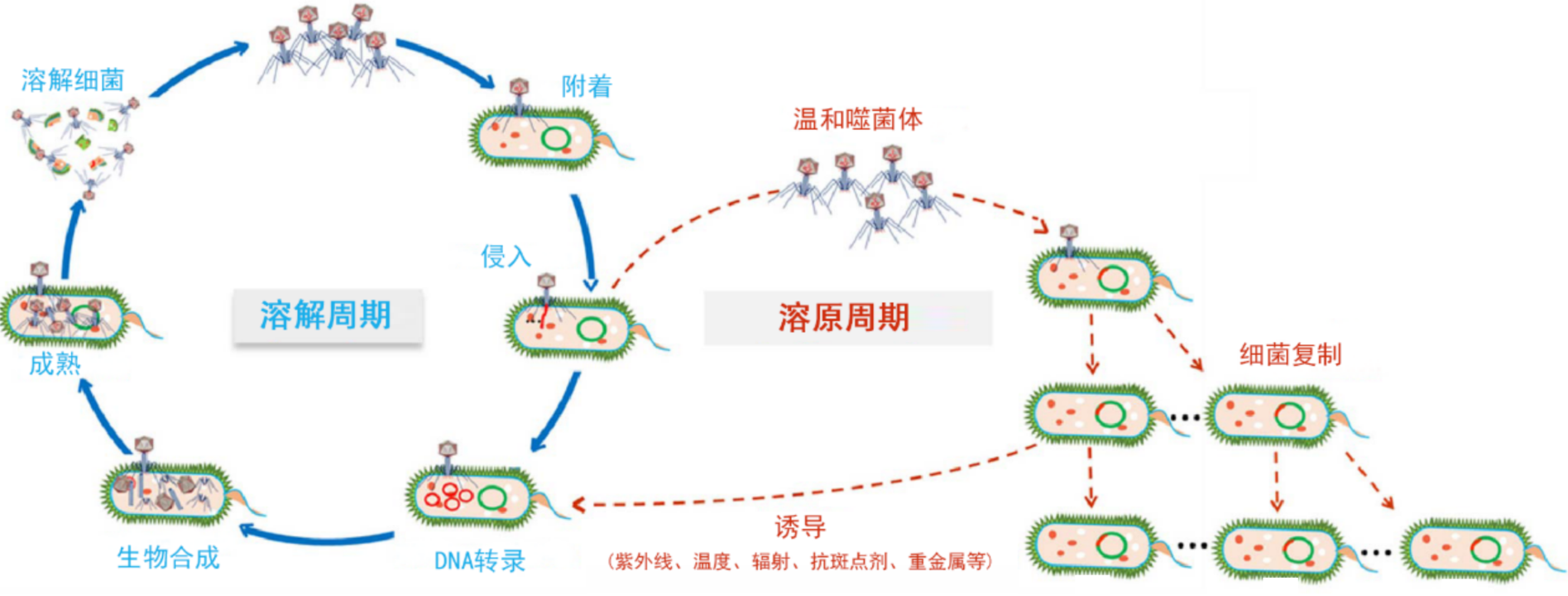 溶源-裂解.png