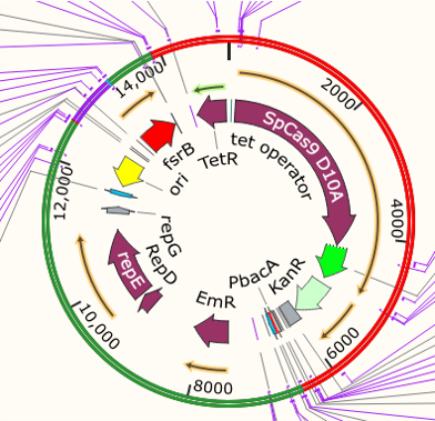 pAMβ1-Kan-Erm-TetR-D10A-fsrB-AtoT-sgRNA