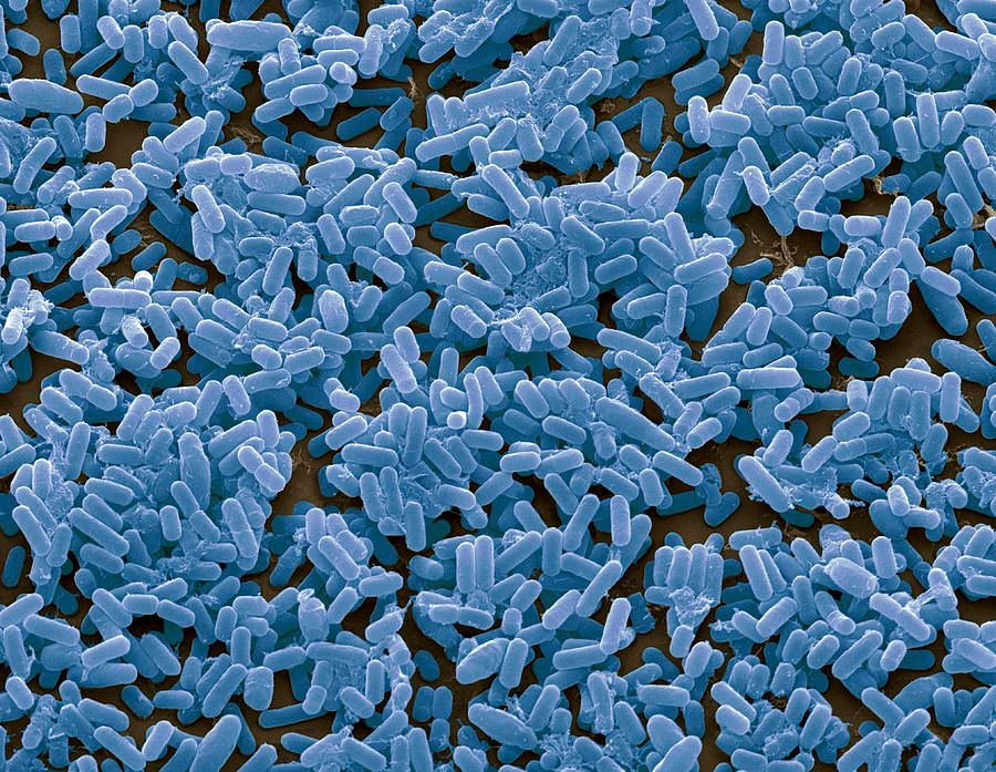 Bacillus subtilis 枯草芽孢杆菌- WB600