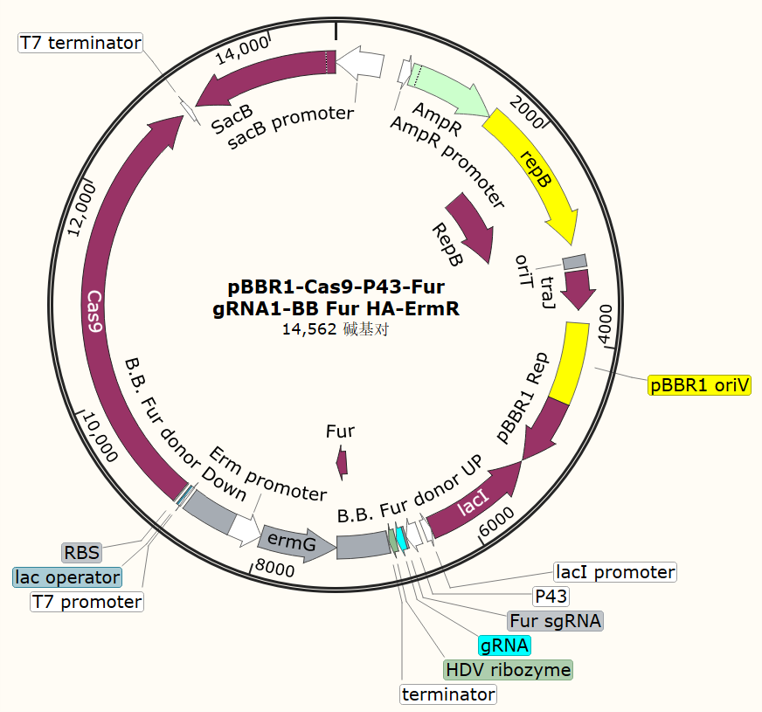 pBBR1-Cas9-P43-Fur gRNA1-BB Fur HA-ErmR