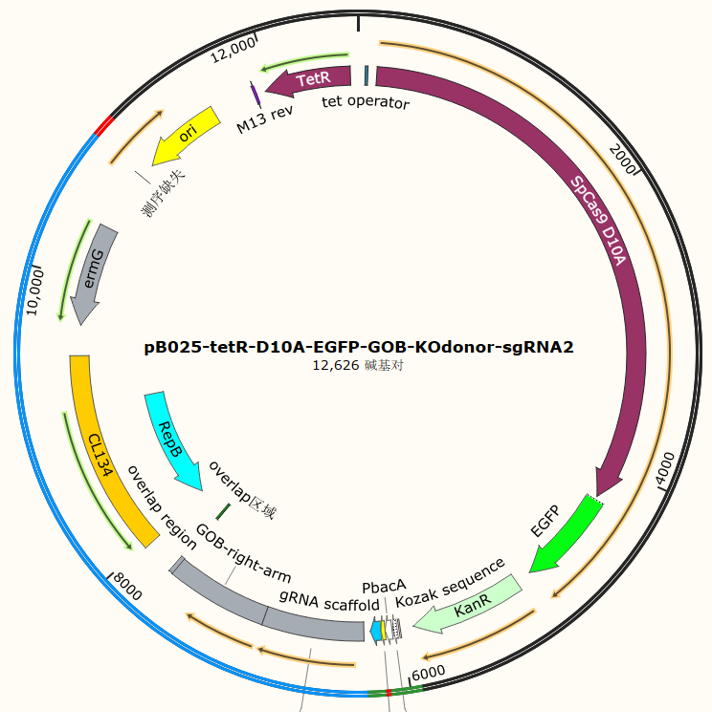 pB025-tetR-D10A-EGFP-GOB-KOdonor-sgRNA2