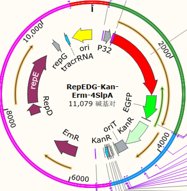 RepEDG-Kan-Erm-4SlpA