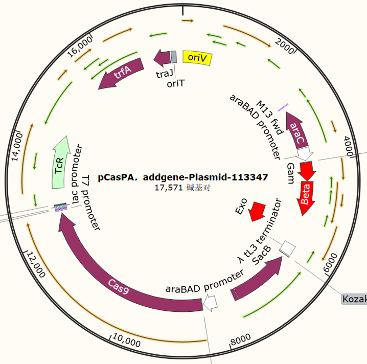 pCasPA