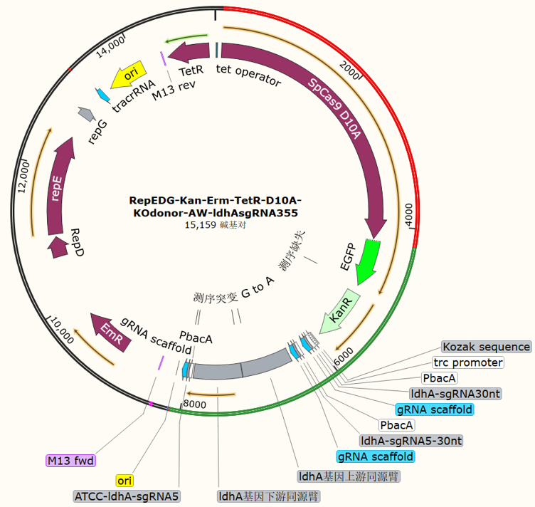 RepEDG-Kan-Erm-TetR-D10A-KOdonor-AW-ldhAsgRNA355