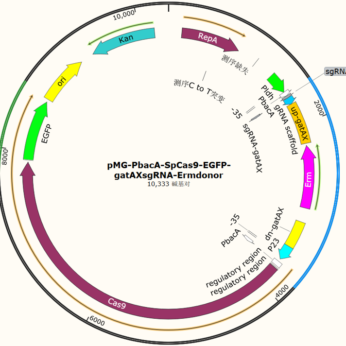 pMG-PbacA-SpCas9-EGFP-gatAXsgRNA-Ermdonor