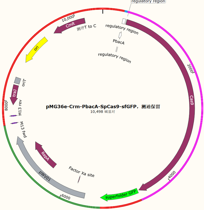 pMG36e-Crm-PbacA-SpCas9-sfGFP