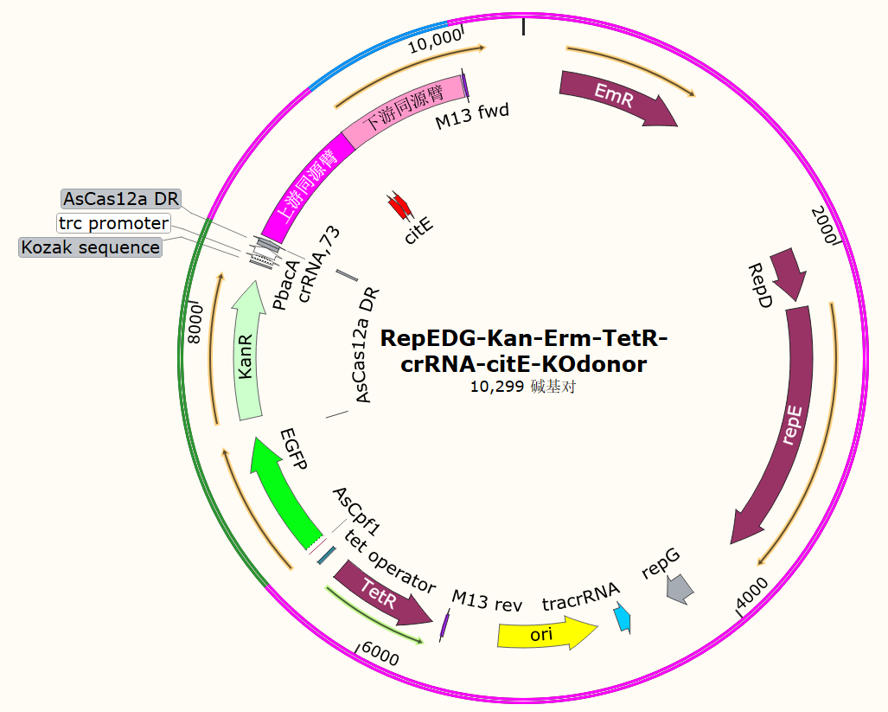 RepEDG-Kan-Erm-TetR-crRNA-citE-KOdonor