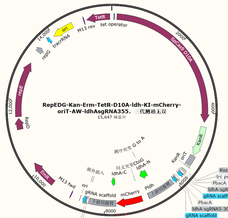 RepEDG-Kan-Erm-TetR-D10A-ldh-KI-mCherry-oriT-AW-ldhAsgRNA355