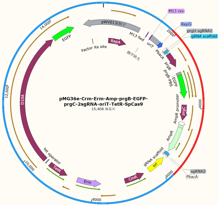 pMG36e-Crm-Erm-Amp-prgB-EGFP-prgC-2sgRNA-oriT-TetR-SpCas9