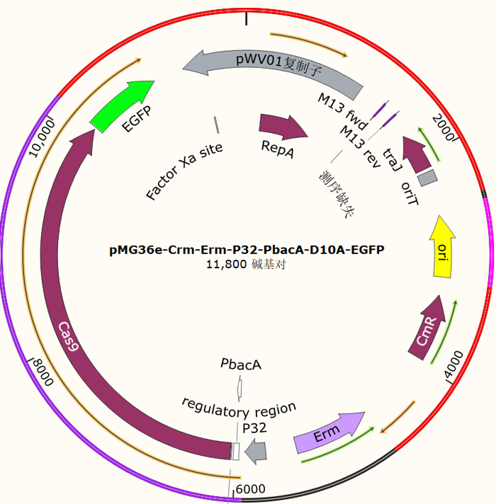pMG36e-Crm-Erm-P32-PbacA-D10A-EGFP