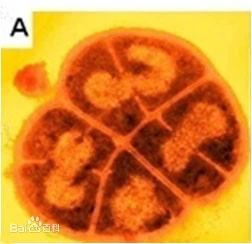 Deinococcus geothermalis 嗜热奇球菌